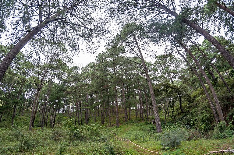 Bosque de pinos