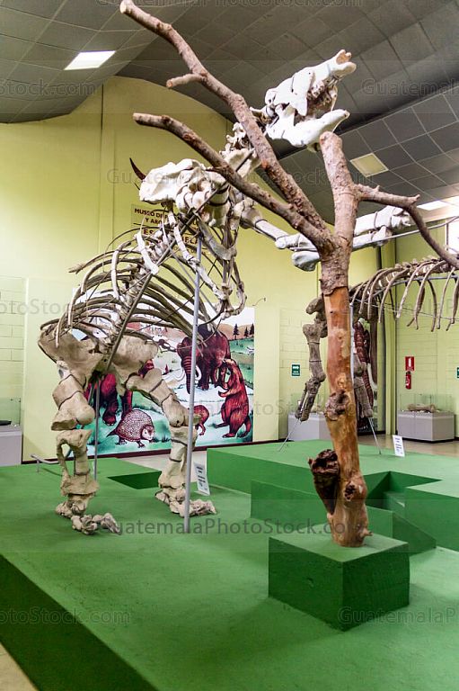 Perezoso Gigante o Eremotherium