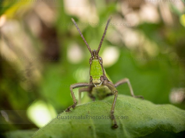 Macro naturaleza