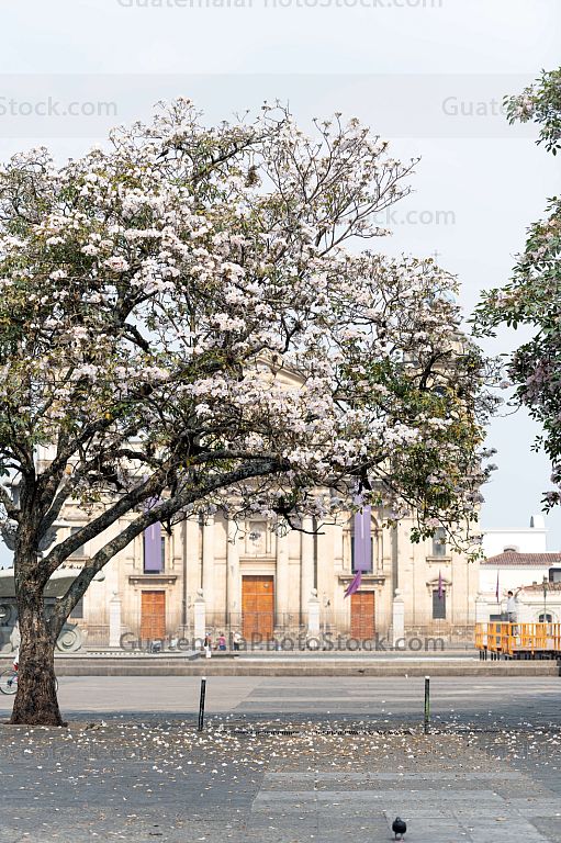 Catedral Metropolitana