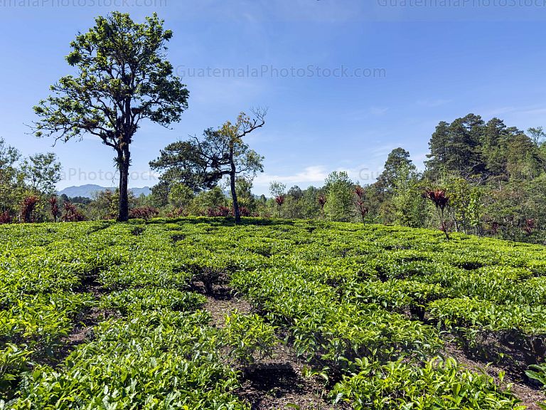 Campo agricola de la Cooperativa Chirrepec