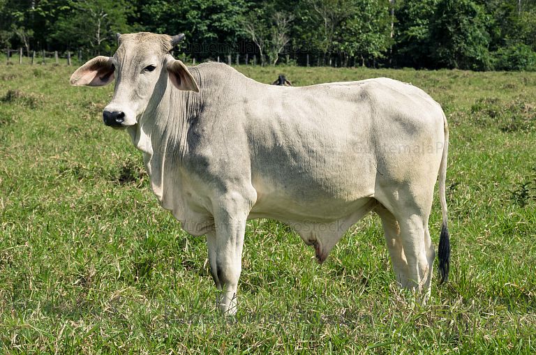 Ganado