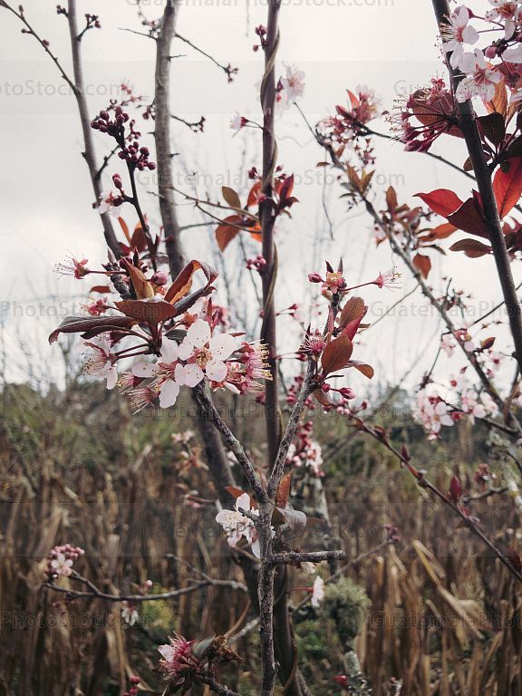 Flor de Cerezo