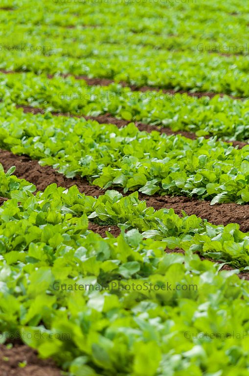 Agricultura