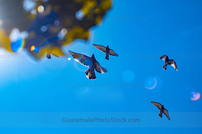 Palomas