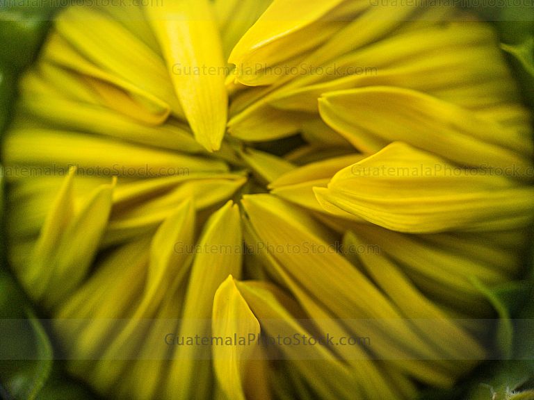 Macro fotografia