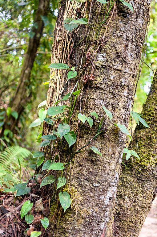 Arboles del Bosque Nuboso