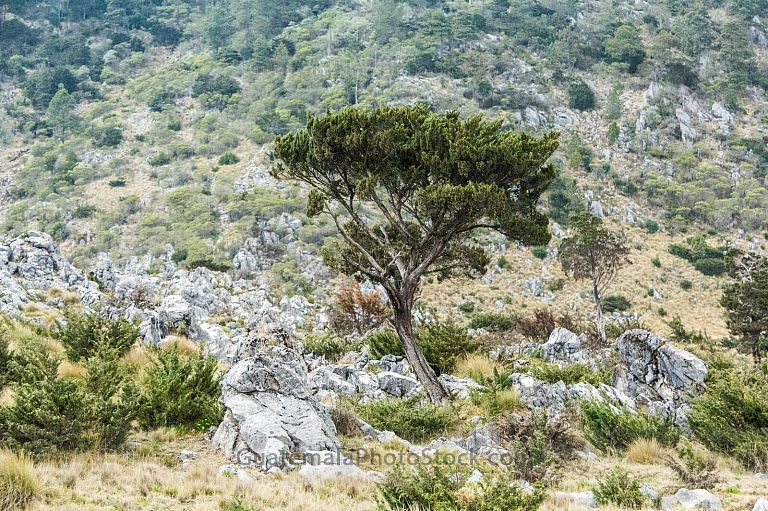 Paisaje con Palos de Huito
