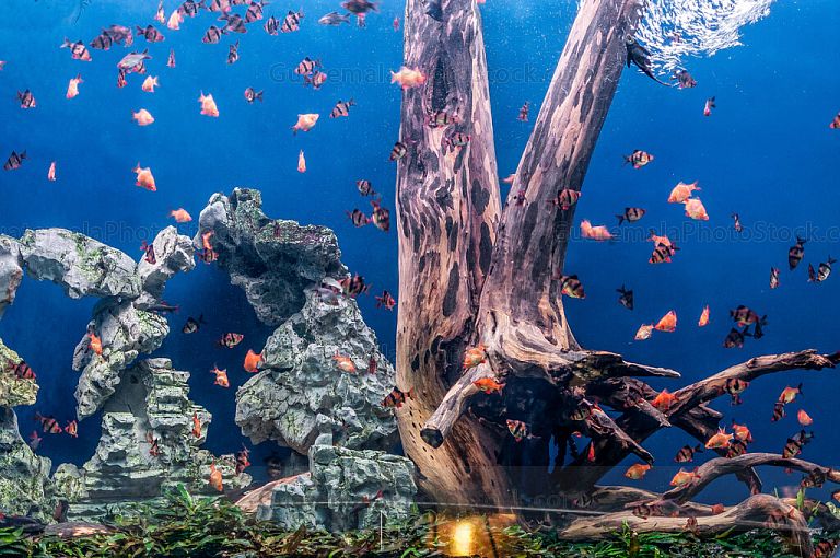 Acuario de peces tropicales
