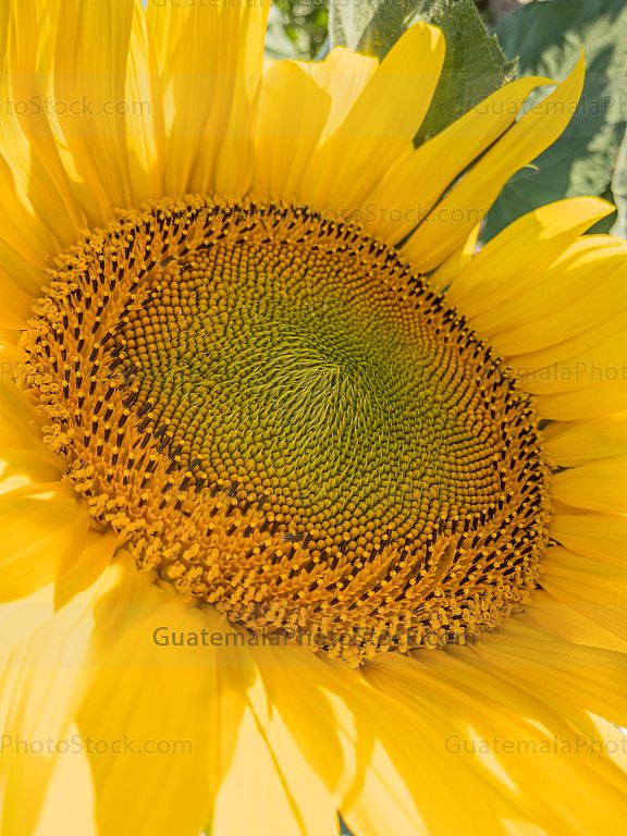 Girasol