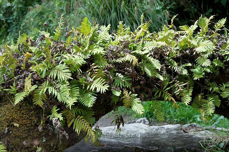 Vegetación en el bosque nuboso