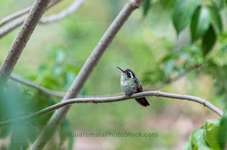 Colibrí