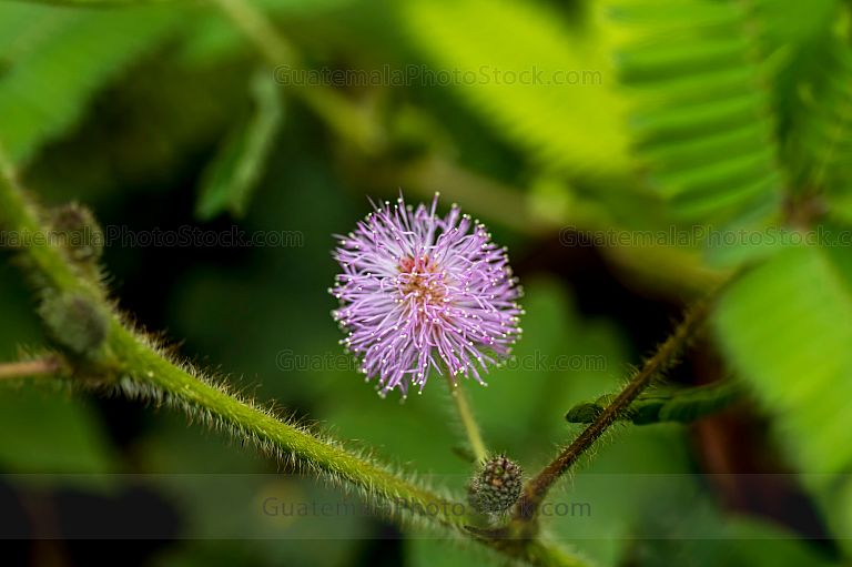 Flor de Mimosa Pudica