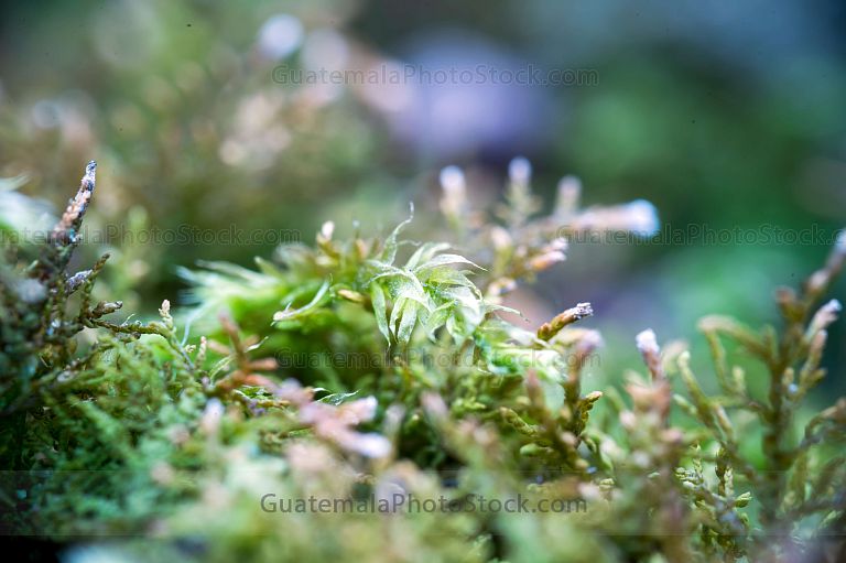 Macro fotografia