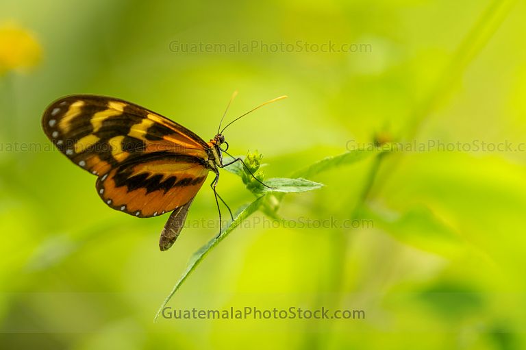 Mariposa