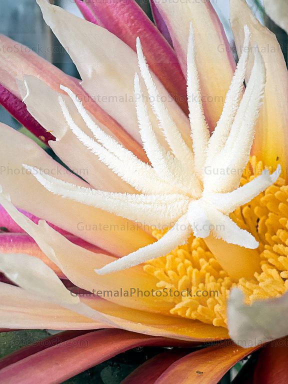 Epiphyllum oxypetalum