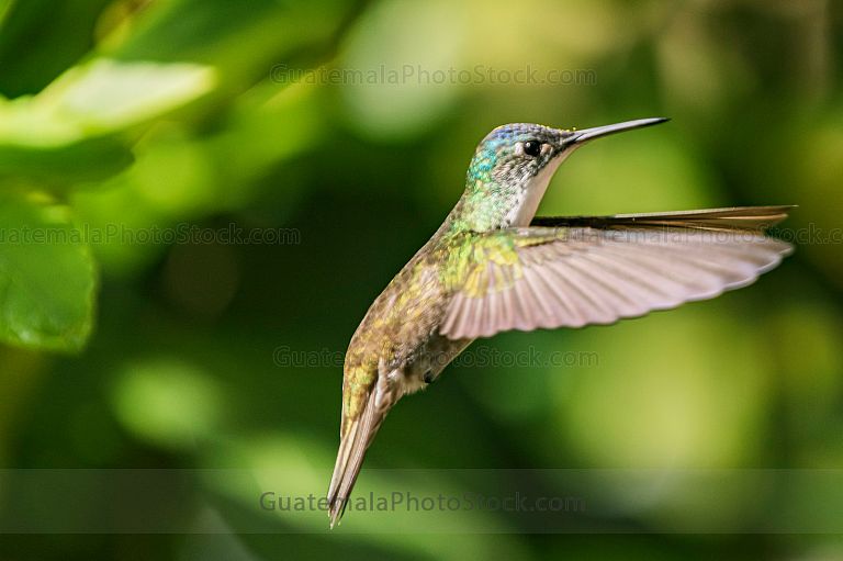 Colibrí