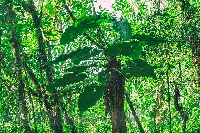 Naturaleza