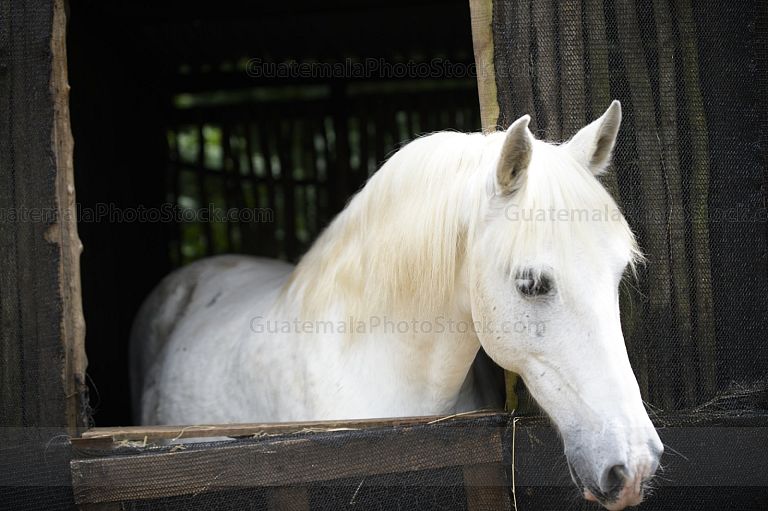 Equino de pelaje blanco