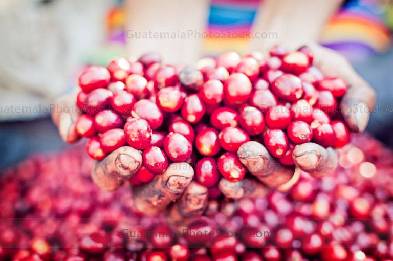 Cerezas de café