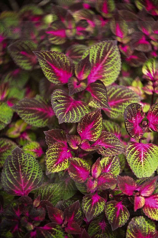 Cóleo (Coleus scutellarioides)