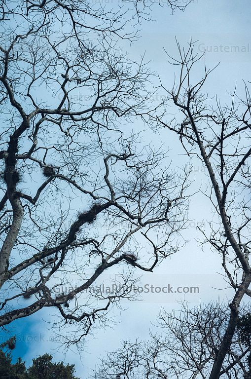 Naturaleza en Yaxhá