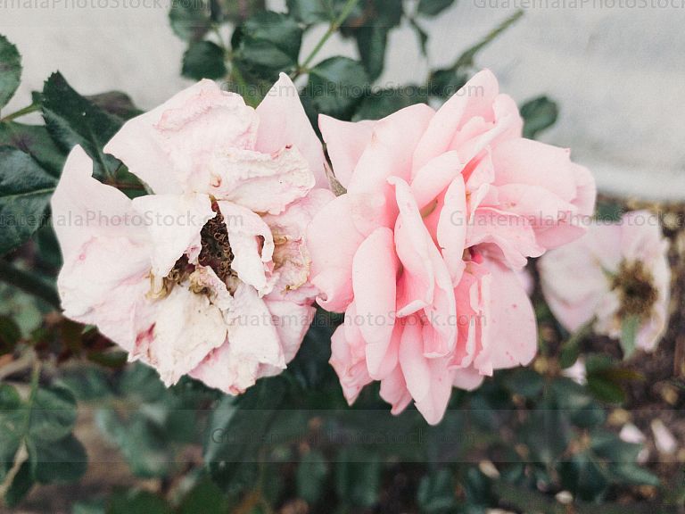 Rosas entre la vida y la muerte