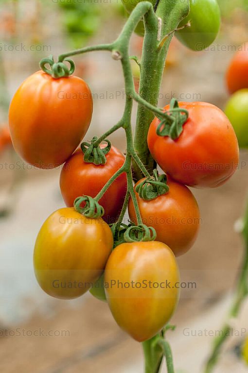 Tomate
