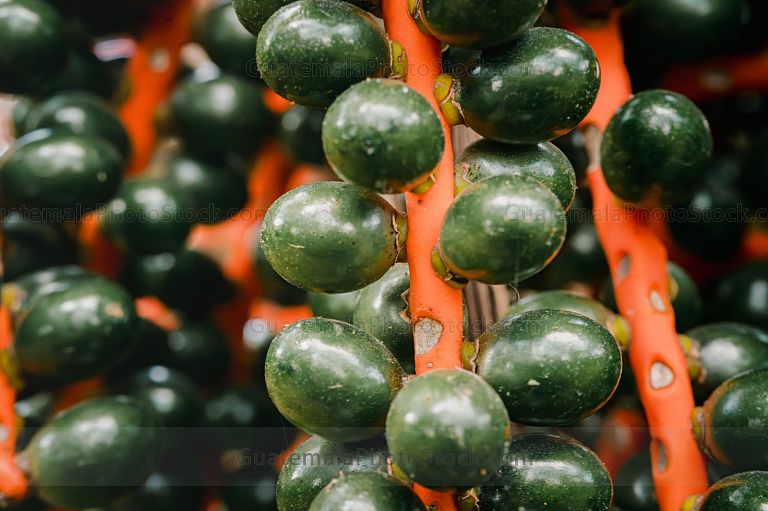 Frutos verdes