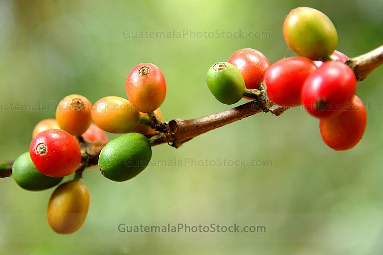 Rama de cafeto