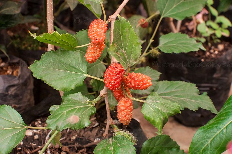 Moras