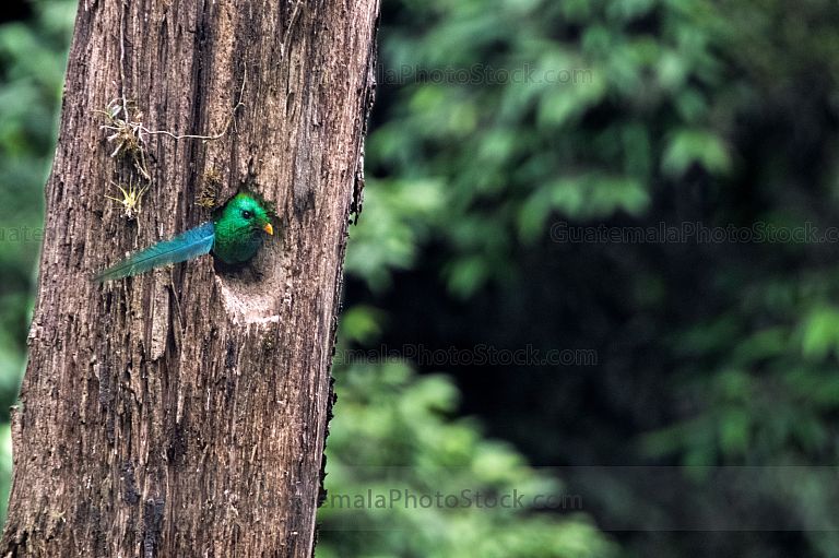 Quetzal en el Mirador Rey Tepepul