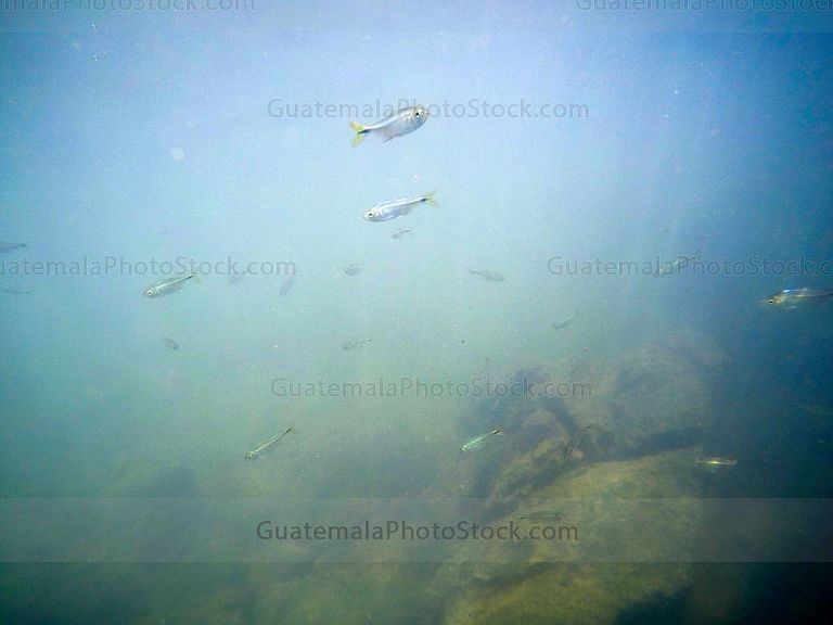 Peces en el Río Chiyú