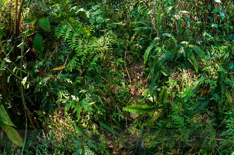 Bosque tropical alrededor de la Laguna de Maxbal