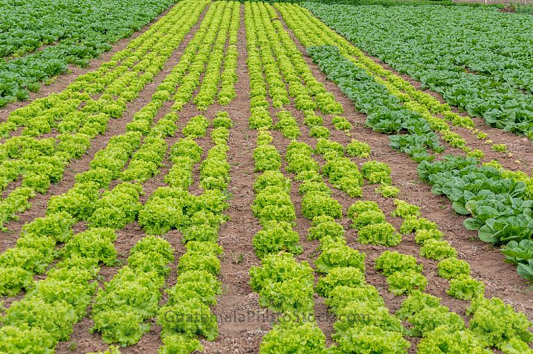 Lechuga en campo agricola