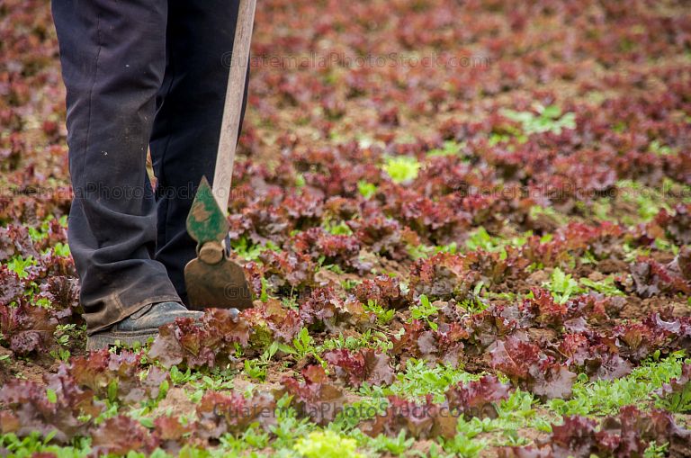 Limpiando campo agricola