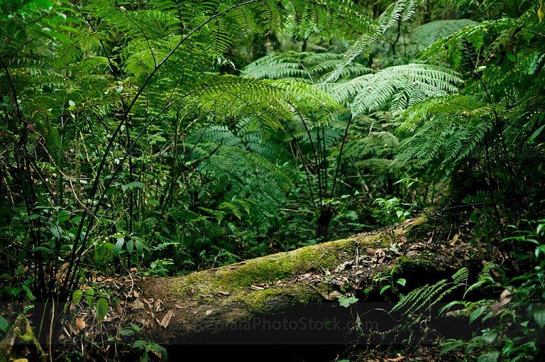 Bosque Nuboso