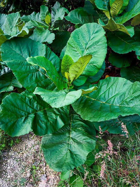 Planta de Chichicaste