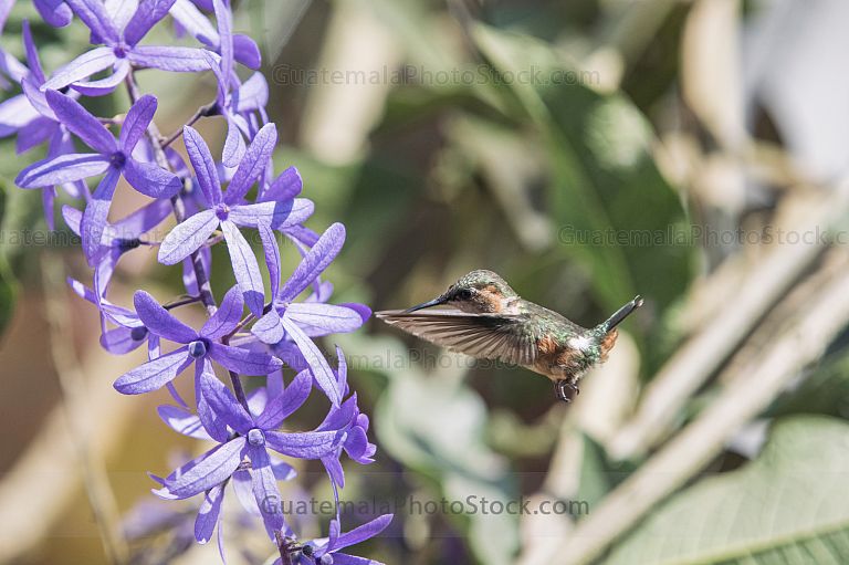 Colibri frente a planta de nazareno