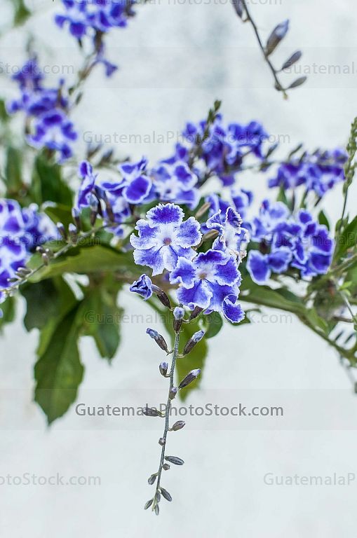 Flores