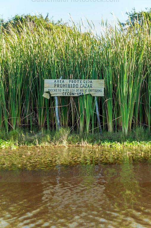Tule en el Canal de Chiquimulilla