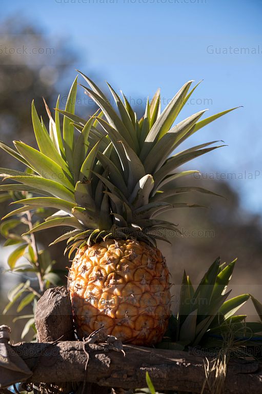 Cultivo de piña