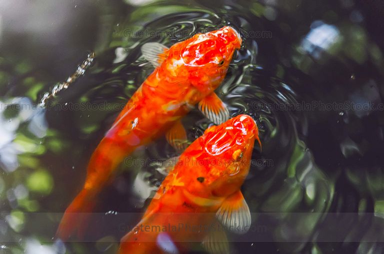 Peces de colores