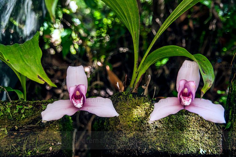 Orquídeas