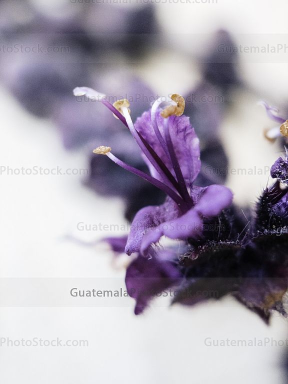 Flor de albahaca morada
