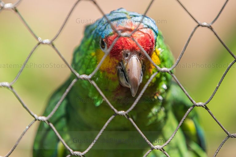 Aves en el Zoolóogico