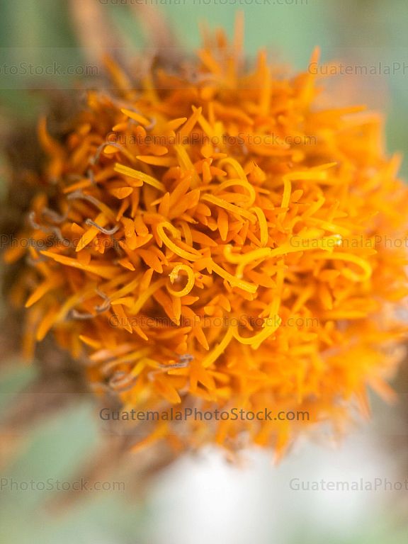 Flor
