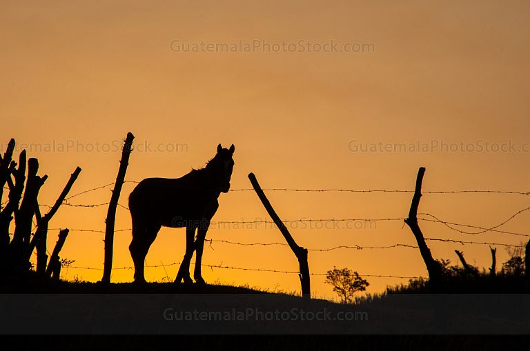 Silueta de caballo