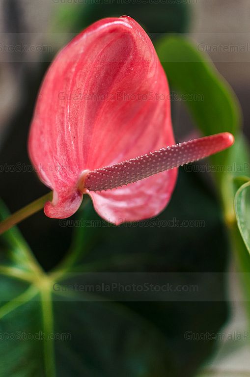 Anthurium