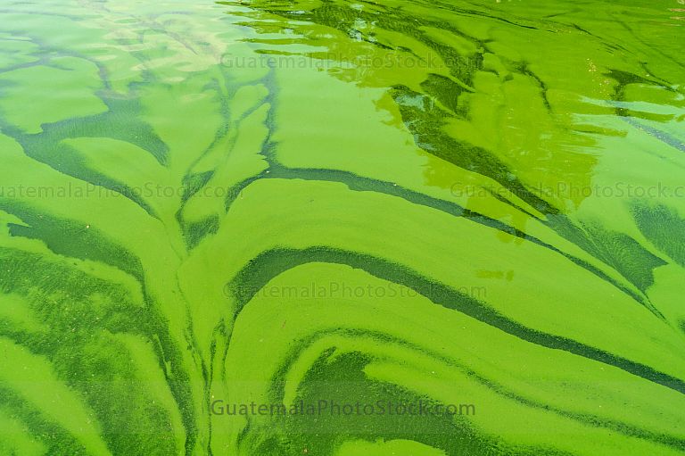 Contaminación de las aguas del Lago de Amatitlán